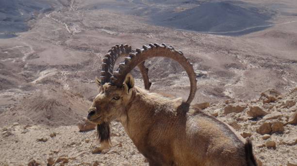 istock Israel - Negev Desert 2164712256