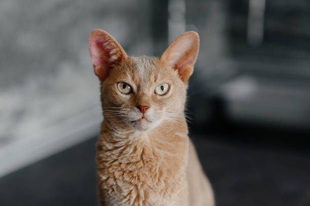 istock ginger Abyssinian cat sitting on table in modern cozy kitchen, close-up view of muzzle, thoroughbred cat, pet care concept 2164712886