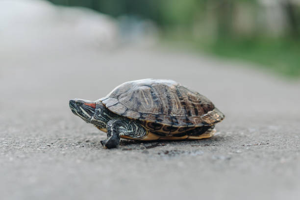 istock small turtle lying on asphalt road, pond slider, Trachemys scripta, Emydidae, freshwater tortoise, Chrysemys scripta elegans, unusual pet for home 2164712979