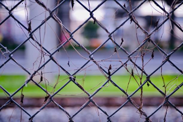This photograph captures the starkness of bare vines clinging to a metal chain-link fence, set against a blurred urban background. The absence of leaves on the vines suggests the passage of time, seasons, or the effects of an urban environment on nature. The muted tones of the fence and vines are contrasted by hints of color in the background esta fotografía capta la crudeza de las enredaderas desnudas que se aferran a una valla metálica de alambre, sobre un fondo urbano borroso. la ausencia de hojas en las vides sugiere el paso del tiempo, las estaciones o los efectos de un entorno urbano so