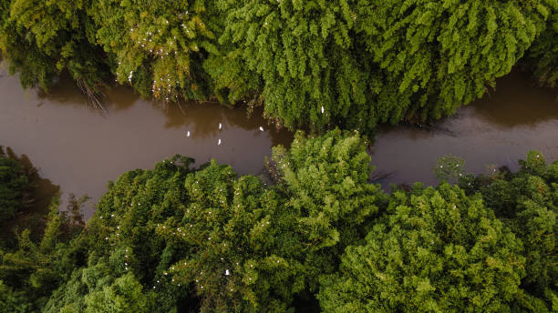 istock Herons in the morning on a river in Brazil waking up 2164716672