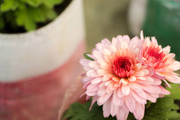 Pink chrysanthemum flower in garden with copy space for text