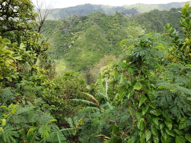 istock Tropical Forest of Hawaii 2164719555