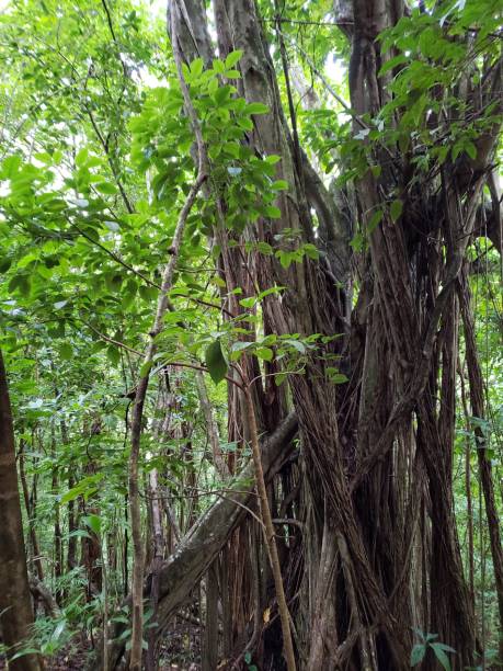 istock Tropical Forest of Hawaii 2164719566