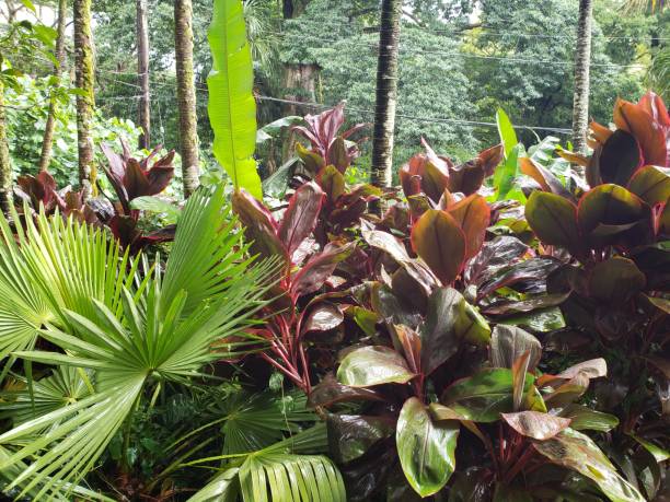 istock Tropical Forest of Hawaii 2164719580