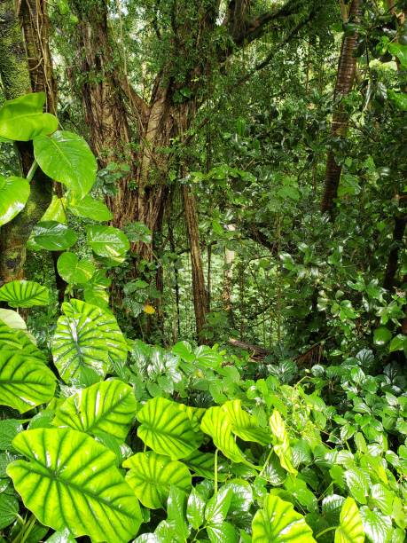 istock Tropical Forest of Hawaii 2164719588