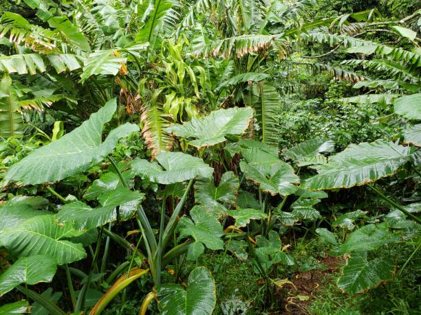 istock Tropical Forest of Hawaii 2164719592