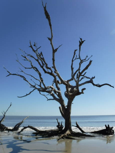 istock Driftwood Beach, jekyll island 2164720076