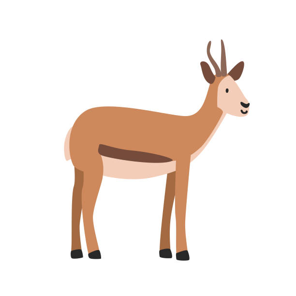 Cartoon Springbuck 20+ Springbok Clip Art Stock Illustrations, Royalty-Free Vector ...