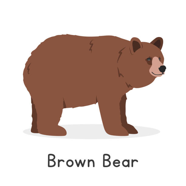 bildbanksillustrationer, clip art samt tecknat material och ikoner med grizzly bear or brown bear vector illustration, cartoon clipart character, animal in flat style. wild animals, wild creatures, wildlife concept. bear vector design isolated on white background - familjen brunbjörn