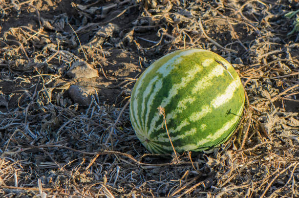 Natural watermelon growing on farmland