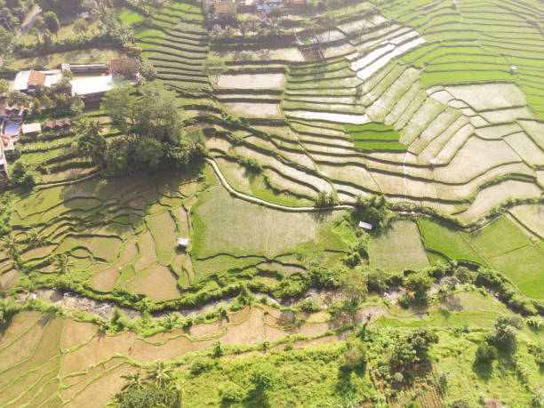 istock Landscape of terraced rice fields along the hillside 2164725108