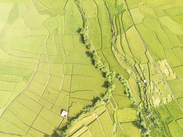 istock Top view of endless Rice field patches 2164725349