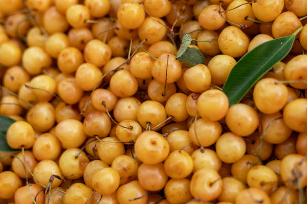 Many Sweet ripe yellow cherries as a background. Turkish season bazaar or market counter. Summer fruits