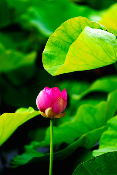 Being marked by its delicate, symmetrical form and charming colors, the lotus flower is also remembered by its meanings and symbolism in many cultures. Its elegant form and symbolic richness have inspired countless artists, poets, and calligraphers for centuries, which is definitely the representative of Chinese beauty.