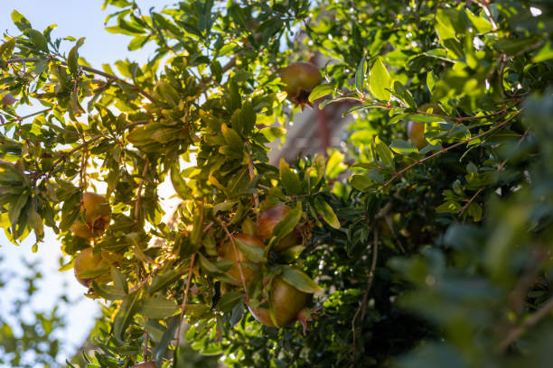 istock green unripe pomegranate fruits hanging on a tree 2164726566