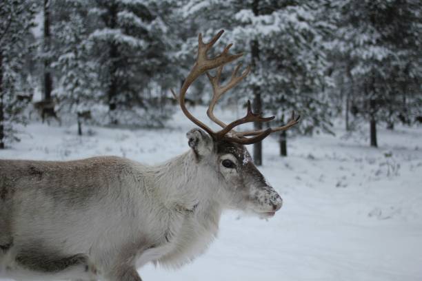 istock Reindeer in Sweden 2164727324