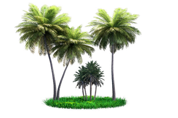 Palm and coconut trees with green grass on a white background. Ideal for travel brochures, holiday posters and nature-themed designs.