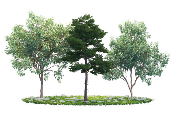 istock Three trees with green leaves, white flowers, and grass. 2164729113