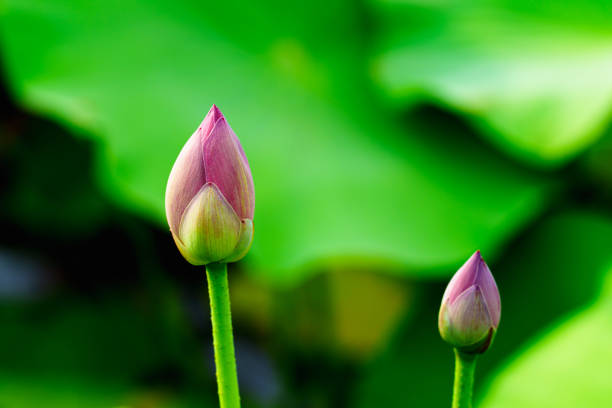 Being marked by its delicate, symmetrical form and charming colors, the lotus flower is also remembered by its meanings and symbolism in many cultures. Its elegant form and symbolic richness have inspired countless artists, poets, and calligraphers for centuries, which is definitely the representative of Chinese beauty.
