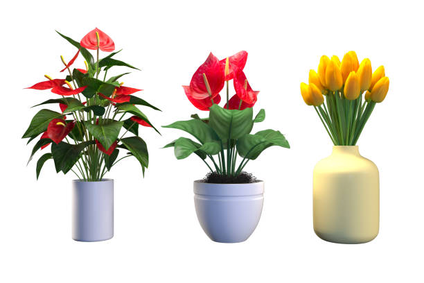 Potted flowering plants bring bright colors to interior decoration, perfect for botanical designs and home gardening.