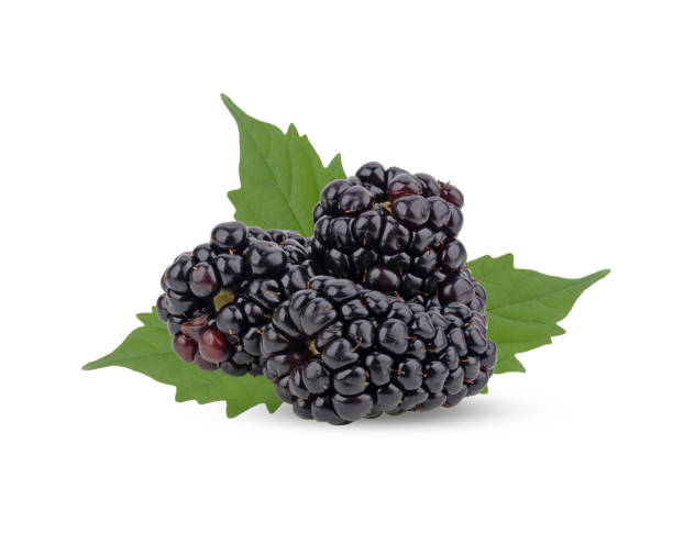 istock fresh blackberry on white background 2164729715