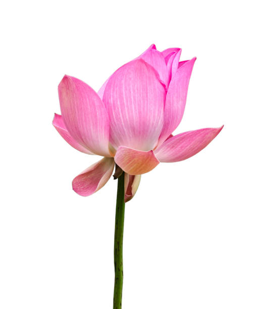 Pink lotus blooming on white background