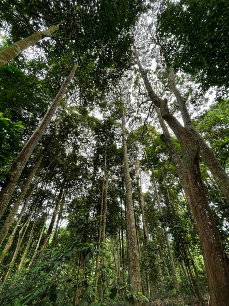 istock path through forest trees, green wood nature 2164730784