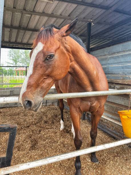 istock horse in the stable at a farm 2164730826