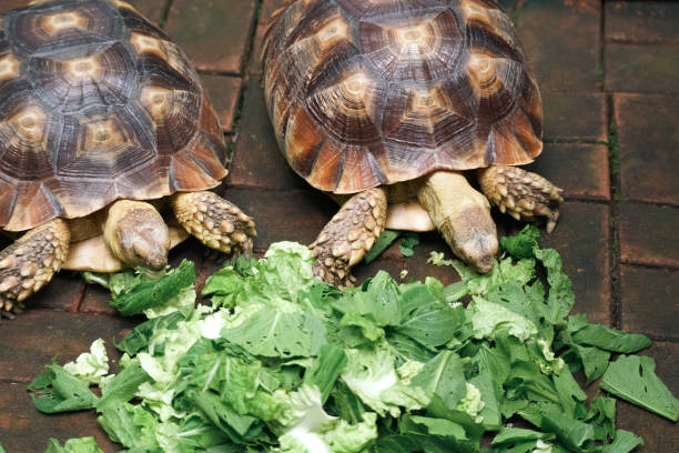 istock Two Sulcata tortoises eating vegetables 2164730977