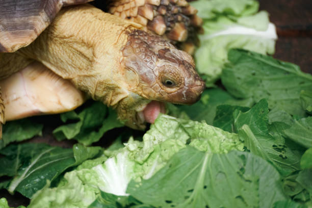 Close-up face Sulcata tortoise eats vegetables