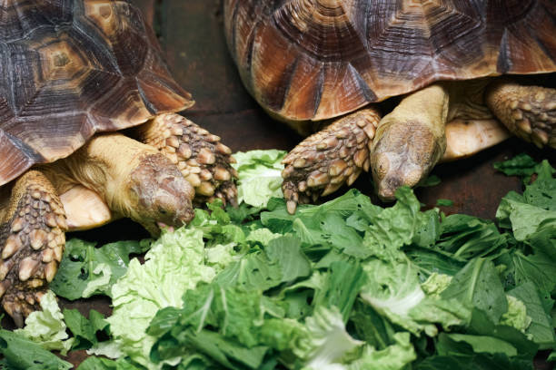 istock Two Sulcata tortoises eating vegetables 2164731061