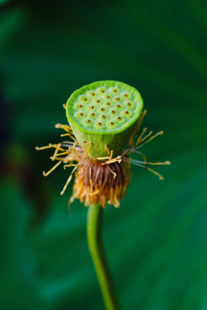 The lotus seedpod, or lotus seed head is the fruit of a lotus flower that grows in water and produces large, beautiful flowers. This photo shows the lotus seedpod covered by green leaves.