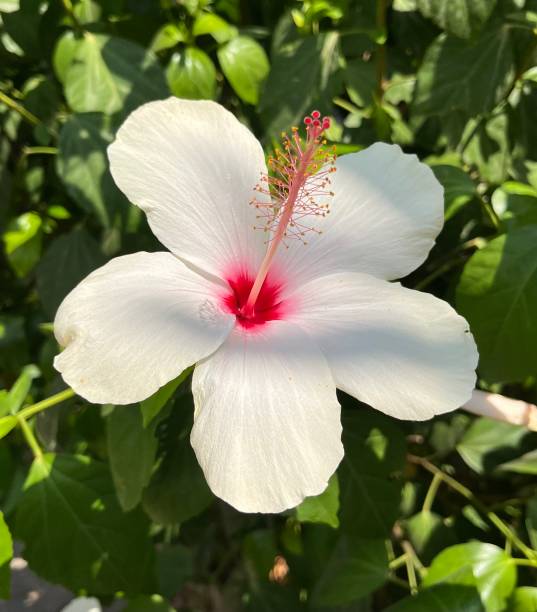 istock white flower close-up 2164732623