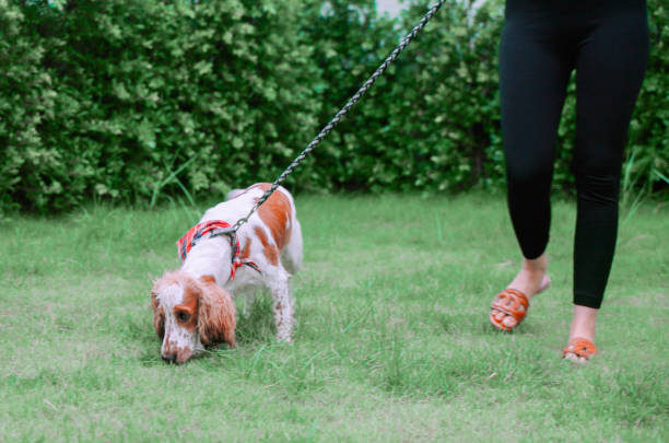 Owner and dog spending time together at back yard