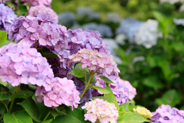 istock Hydrangeas blooming in Oirase Town in early summer 2164735185