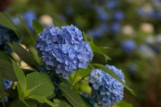istock Hydrangeas blooming in Oirase Town in early summer 2164735190