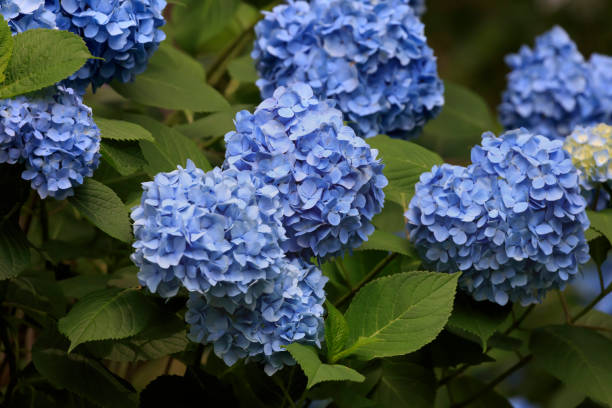 istock Hydrangeas blooming in Oirase Town in early summer 2164735193
