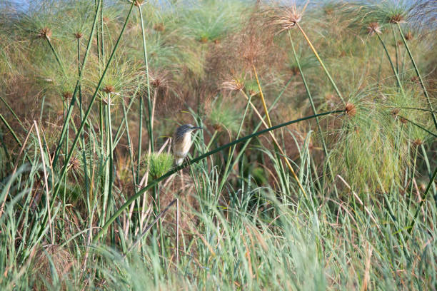 okavango delta, river, marsh, wetland, africa, african landscape, travel, sunset, tree, sky, nature, dusk, blue, morning, red, dawn, horizon, safari, sun, fog, grass, summer, meadow, outdoors, dry, forest, savannah, african landscape moremi okavango, delta, botswana, sunrise, trees, orange, clouds, scenic, light, desert, cloud, silhouette, landscape, field, green, acacia, countryside, water, lake