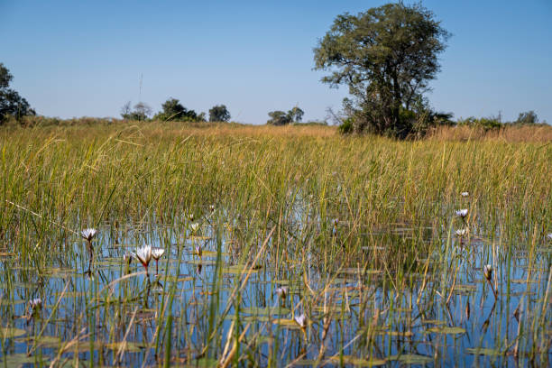 Red lechwe (Kobus leche) wade gracefully through shallow waters of the Okavango Delta, Botswana, surrounded by lush reeds and grasslands under clear African skies.