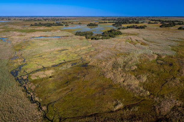 istock okavango delta, river, marsh, wetland, africa, african landscape 2164735566
