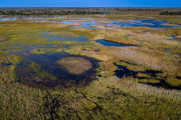 istock okavango delta, river, marsh, wetland, africa, african landscape 2164735578