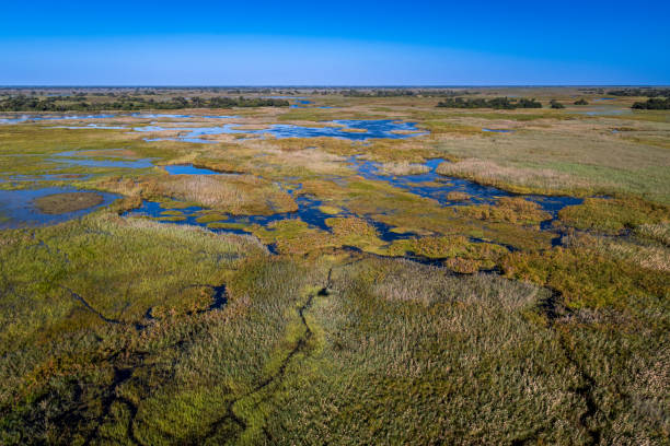 istock okavango delta, river, marsh, wetland, africa, african landscape 2164735675