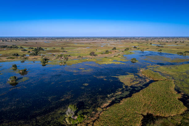 istock okavango delta, river, marsh, wetland, africa, african landscape 2164735921