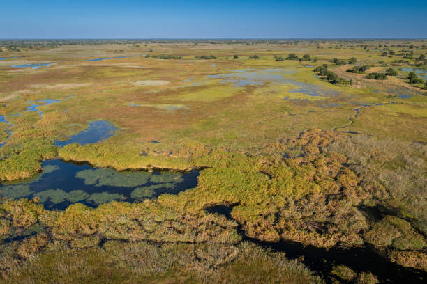 istock okavango delta, river, marsh, wetland, africa, african landscape 2164736082