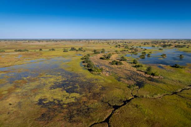 istock okavango delta, river, marsh, wetland, africa, african landscape 2164736167