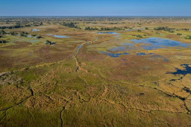istock okavango delta, river, marsh, wetland, africa, african landscape 2164736183