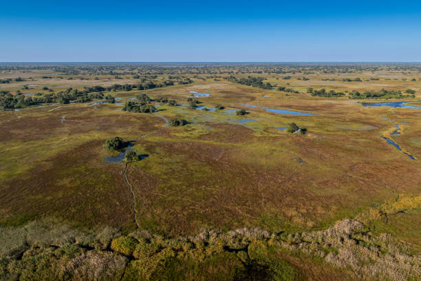 istock okavango delta, river, marsh, wetland, africa, african landscape 2164736230