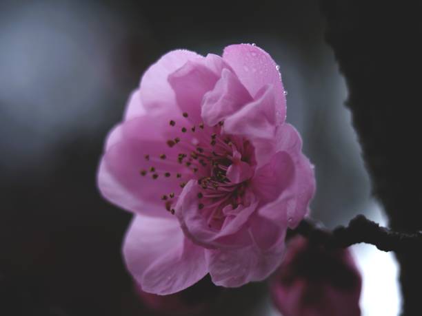 Early spring flowers