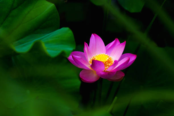 istock Chinese beauty: Pink lotus in sunlight with green leaf 2164737558